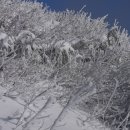 눈보다더 Daum카페