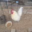 환호농장 이미지