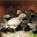 부여청계농장 이미지