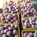 대정농장 이미지