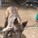 호피농장 이미지