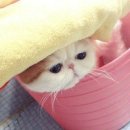 목욕하는고양이 이미지