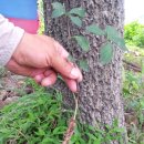 더덕농장 이미지