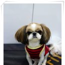 불광동물병원 네이버블로그