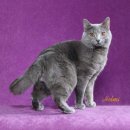 샤트룩스 고양이[Chartreux Cat] 이미지