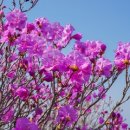 제32회 여수영취산진달래축제 이미지