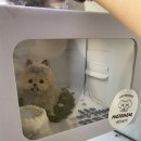 댕케이크 이미지