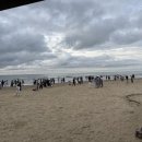 코타강쥐 이미지