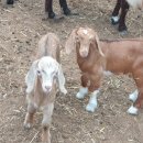 인창농장 이미지