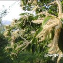 밤산농원 이미지