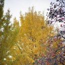 부림초등학교봉수분교장 이미지