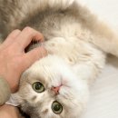 코네코 코야 네이버블로그