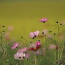 여행하는 나무 이미지