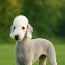 러블리펫그루밍 이미지