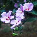 무궁화농원 이미지