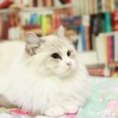 랙돌캐터리올리비아 이미지