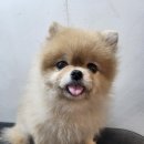 주견야DOG 이미지