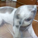 한돌농장 Daum카페