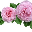 금성유치원 이미지