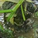 대동헌추어탕 이미지