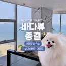 보다스테이 더펜트 | 광안리 애견동반 숙소 l 통창 오션뷰 미쳤다✨ 보다스테이 더펜트 솔직후기