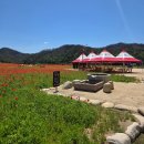 산소카폐 청송정원 (1) | 청송 가볼만한곳 산소카페 청송정원 꽃 양귀비 만개 6월 무료개방