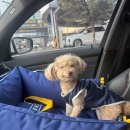 강아지 친구 | 🐶 베럴즈 강아지 카시트 선물 후기 (친구 덕분에 삶의 질 상승