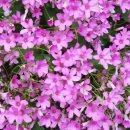 동막농장 이미지