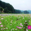 코스모스 산업 이미지