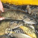 동강쏘가리 이미지