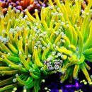 산호농장 이미지