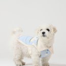 애견모델 이미지