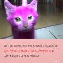 핑키