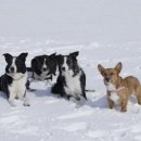 고등동물병원 이미지