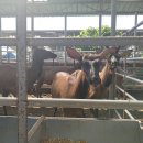 진사슴농장 이미지