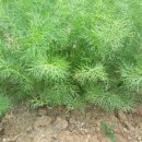 새순농장 이미지