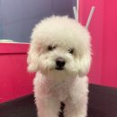펫 소울 메이트 이미지