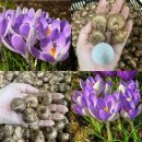 크로커스(Crocus) 이미지