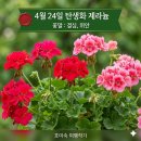 한강농장 | 4월 24일 탄생화 제라늄 꽃말·전설·유래·효능·재배법