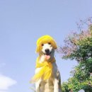 행복한 강아지 이미지