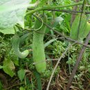 과림 낚시터 이미지