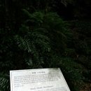 제주 안덕계곡 상록수림 이미지