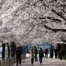 보라점 현대자동차 | 군산 봄꽃명소, 새만금 9조 투자로 주목받는 도시