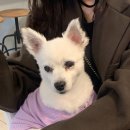 콩순이칼국수