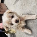 안흥초신진분교 이미지