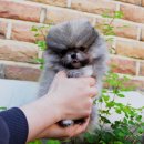 (주)펫펏 요미독강아지 요미캣고양이 동탄점 | 동탄강아지분양 고민이라면 여기 꼭 들러보세요 진짜 후기