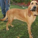 예쁜강쥐 이미지