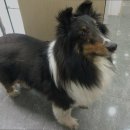 스타동물병원 이미지