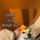 종달구경 이미지