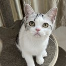 라마지샤 이미지